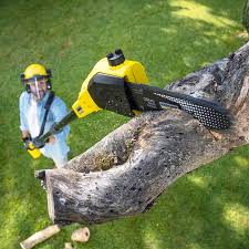 Tree and Shrub Care in Susitna North, AK